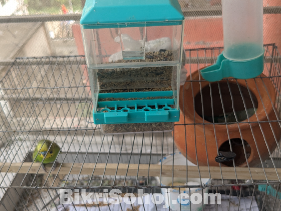 Birds